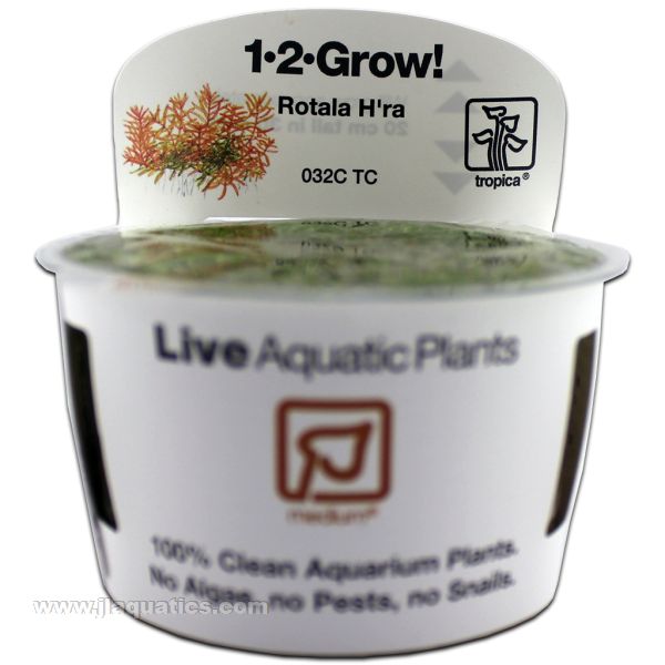 Tropica Rotala Vietnam Hra front of packaging