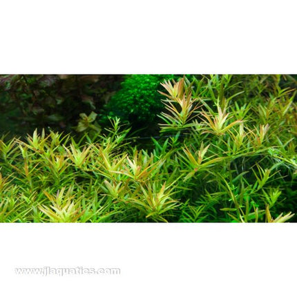 Tropica Rotala Vietnam Hra planted in aquarium