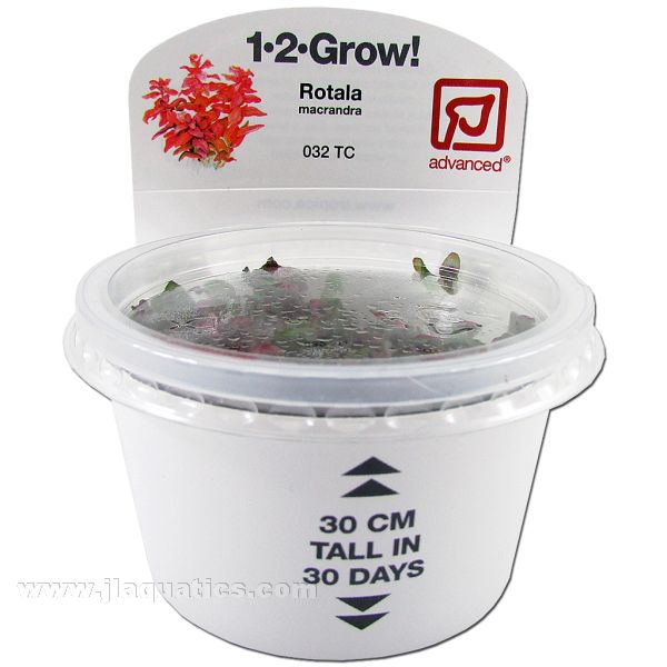 Tropica Rotala macrandra front of packaging