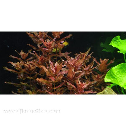 Tropica Rotala macrandra planted in aquarium