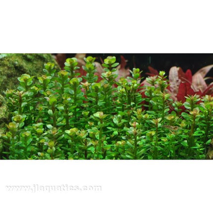 Tropica Rotala Bonsai 1-2-Grow! Aquarium Plant