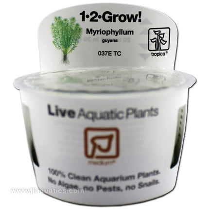 Tropica Myriophyllum Guyana 1-2-Grow! Aquarium Plant