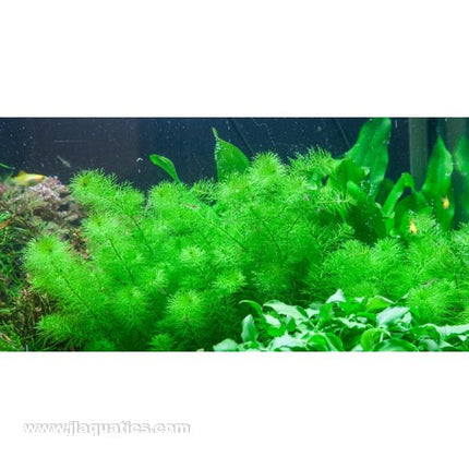 Tropica Myriophyllum Guyana 1-2-Grow! Aquarium Plant