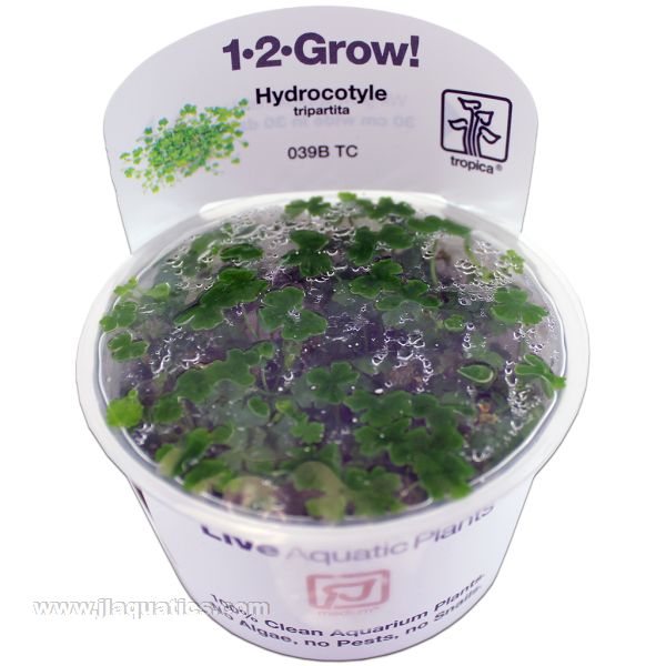 Buy Tropica Hydrocotyle tripartita 1-2-Grow! Aquarium Plant at www.jlaquatics.com