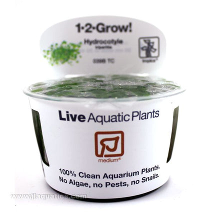 Tropica Hydrocotyle tripartita 1-2-Grow! Aquarium Plant