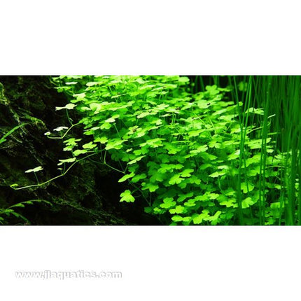 Tropica Hydrocotyle tripartita 1-2-Grow! Aquarium Plant