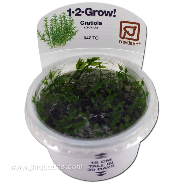 Tropica Gratiola viscidula 1-2-Grow! Aquarium Plant