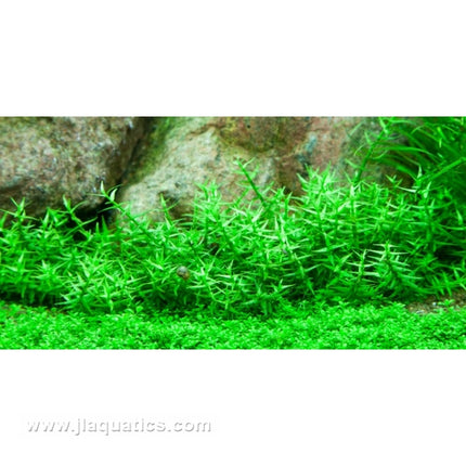 Tropica Gratiola viscidula 1-2-Grow! Aquarium Plant