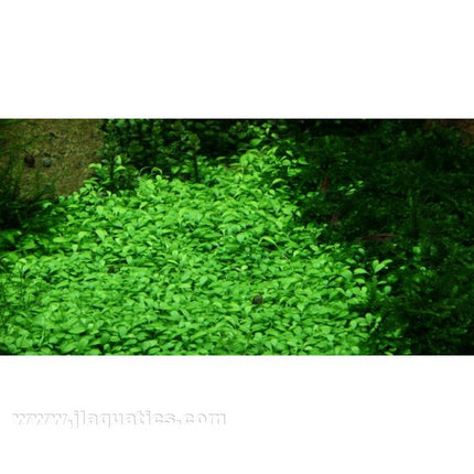 Tropica Glossostigma elatinoides 1-2-Grow! Aquarium Plant