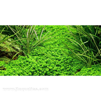 Tropica Hemianthus callitrichoides 1-2-Grow! Aquarium Plant