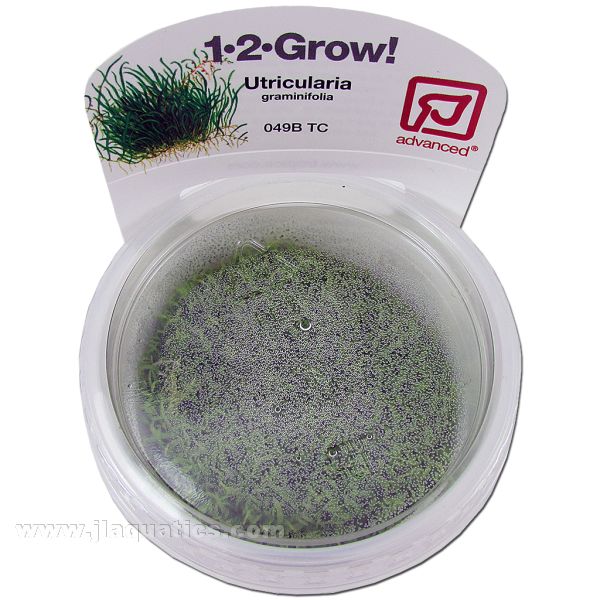 Buy Tropica Utricularia graminifolia 1-2-Grow! Aquarium Plant at www.jlaquatics.com