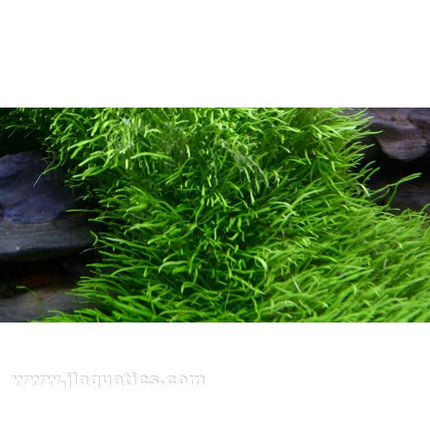 Tropica Utricularia graminifolia 1-2-Grow! Aquarium Plant