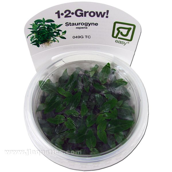 Buy Tropica Staurogyne repens 1-2-Grow! Aquarium Plant at www.jlaquatics.com