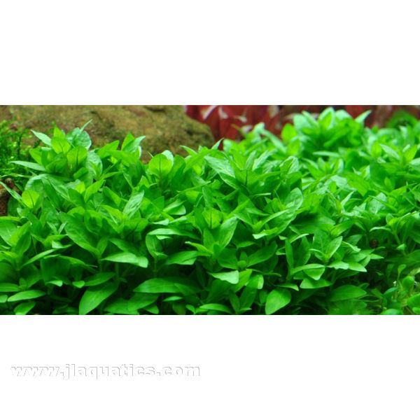 Tropica Staurogyne repens 1-2-Grow! Aquarium Plant