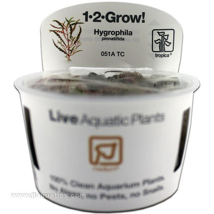 Tropica Hygrophila pinnatifida 1-2-Grow! Aquarium Plant