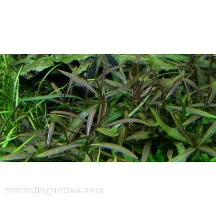 Tropica Hygrophila 1-2-Grow! Aquarium Plant