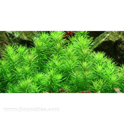 Tropica Pogostemon erectus 1-2-Grow! Aquarium Plant