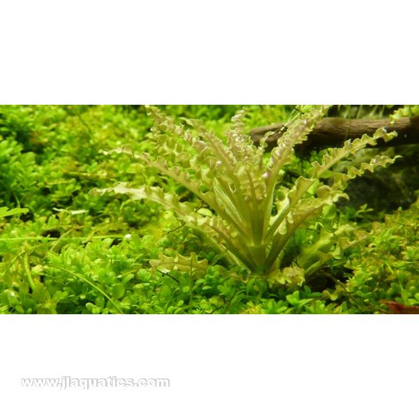 Tropica Pogostemon helferi 1-2-Grow! Aquarium Plant