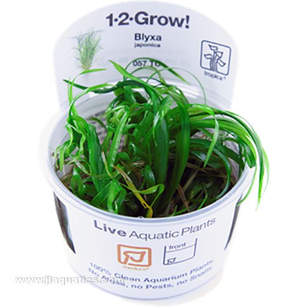 Tropica Aquarium Plants Freshwater Plants