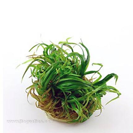 Tropica Blyxa japonica 1-2-Grow! Aquarium Plant