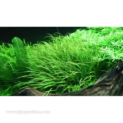 Tropica Blyxa japonica 1-2-Grow! Aquarium Plant