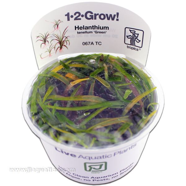 Tropica Aquarium Plants Freshwater Plants