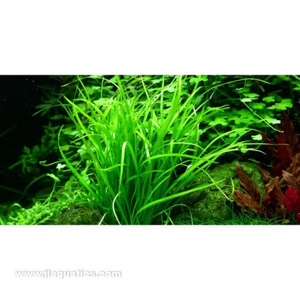 Tropica Helanthium tenellum 1-2-Grow! Aquarium Plant