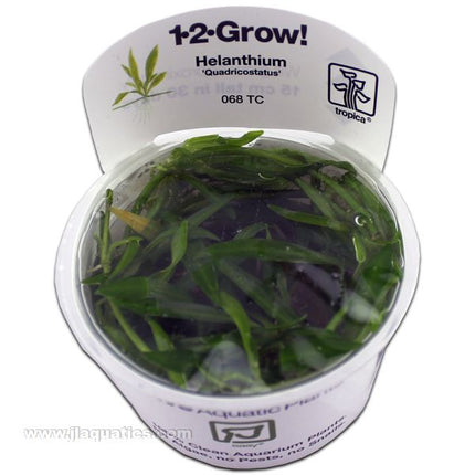 Buy Tropica Helanthium (Quadricostatus) 1-2-Grow! Aquarium Plant at www.jlaquatics.com