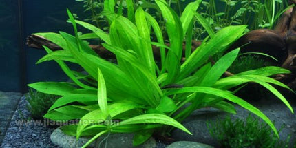 Tropica Helanthium (Quadricostatus) 1-2-Grow! Aquarium Plant