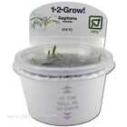 Buy Tropica Sagittaria subulata 1-2-Grow! Aquarium Plant at www.jlaquatics.com