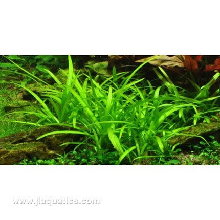 Tropica Sagittaria subulata 1-2-Grow! Aquarium Plant