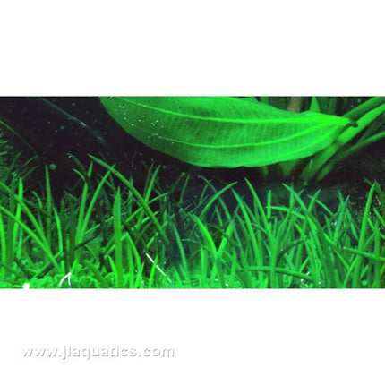 Tropica Littorella uniflora 1-2-Grow! Aquarium Plant