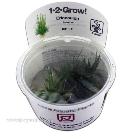 Buy Tropica Eriocaulon cinereum 1-2-Grow! Aquarium Plant at www.jlaquatics.com