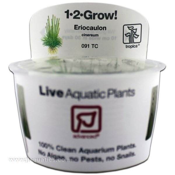 Tropica Eriocaulon cinereum 1-2-Grow! Aquarium Plant