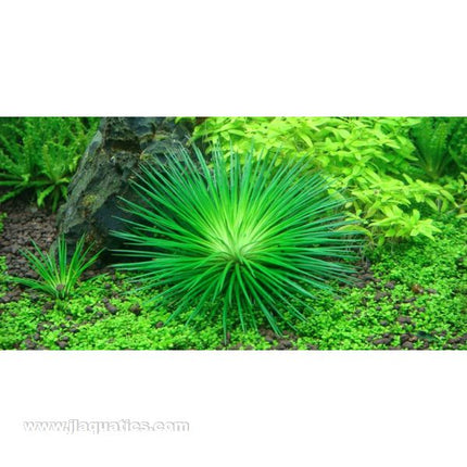 Tropica Eriocaulon cinereum 1-2-Grow! Aquarium Plant