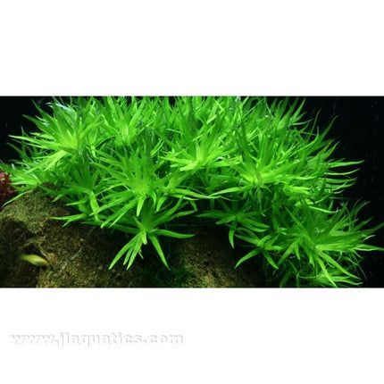 Tropica Heteranthera zosterifolia 1-2-Grow! Aquarium Plant