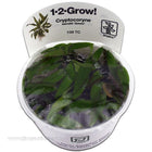 Buy Tropica Cryptocoryne wendtii (Green) 1-2-Grow! Aquarium Plant at www.jlaquatics.com