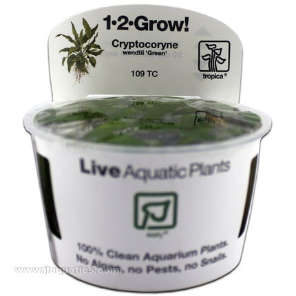 Tropica Cryptocoryne wendtii (Green) 1-2-Grow! Aquarium Plant