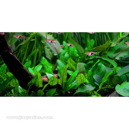 Tropica Cryptocoryne wendtii (Green) 1-2-Grow! Aquarium Plant