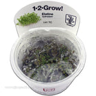 Buy Tropica Elatine hydropiper 1-2-Grow! Aquarium Plant at www.jlaquatics.com