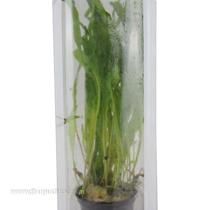 Tropica Potted Microsorum pteropus Plant (Narrow)