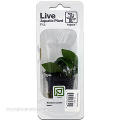 Buy Tropica Potted Anubias barteri Plant (Nana) at www.jlaquatics.com