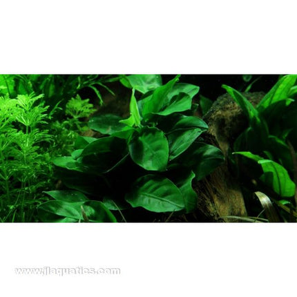 Tropica Potted Anubias barteri Plant (Nana)