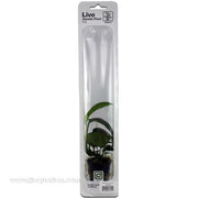 Buy Tropica Potted Anubias barteri Plant (Caladiifolia) at www.jlaquatics.com