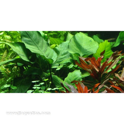 Tropica Potted Anubias barteri Plant (Caladiifolia)