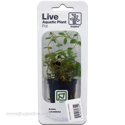 Buy Tropica Potted Rotala rotundifolia Plant at www.jlaquatics.com