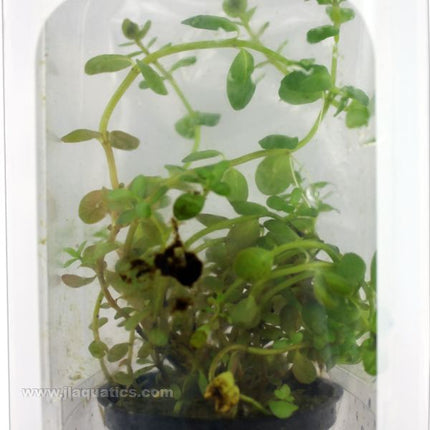 Tropica Potted Rotala rotundifolia Plant