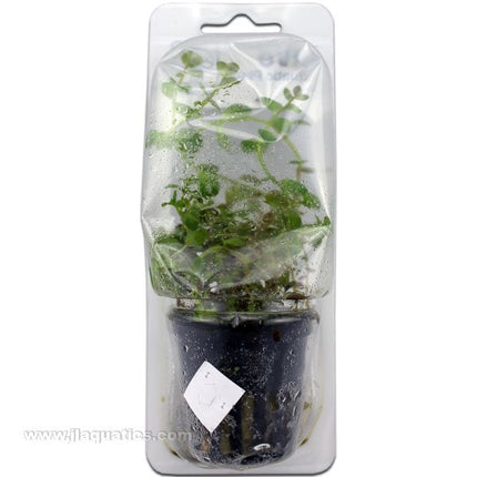 Tropica Potted Rotala rotundifolia Plant