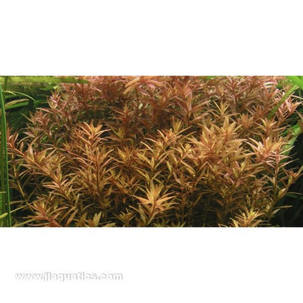 Tropica Potted Rotala rotundifolia Plant