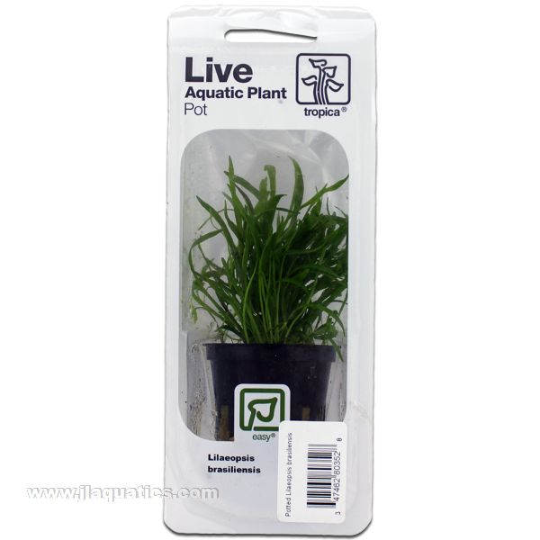 Buy Tropica Potted Lilaeopsis brasiliensis Plant at www.jlaquatics.com